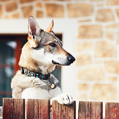 Top Rated Fence Installation Companies Cincinnati Ohio, how much does invisible pet fence cost, invisible pet fence installer, underground pet fence installer, pet fences near me, electric pet fence contractor, electronic pet fence, wireless pet fence contractor, pet fence near me